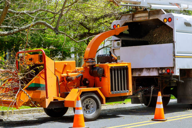 How Our Tree Care Process Works  in Woodlake, VA